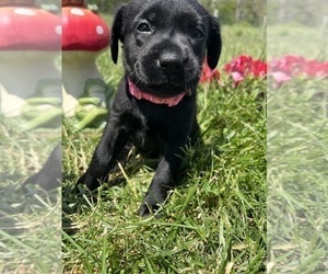 Labrador Retriever Puppy for sale in NEOLA, WV, USA