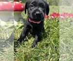 Image preview for Ad Listing. Nickname: Ready to Go