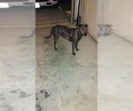Small American Staffordshire Terrier
