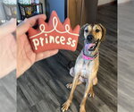 DARLA - Female Great Dane Dog for Adoption - Small photo