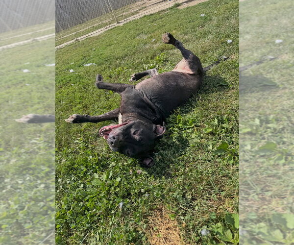 Medium Photo #3 Staffordshire Bull Terrier-Unknown Mix Puppy For Sale in Pierceton , IN, USA