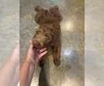 Small #3 F2 Aussiedoodle