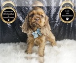 Small Photo #35 Cocker Spaniel Puppy For Sale in WARSAW, IN, USA