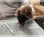 Small Mutt