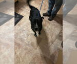 Small #5 Huskies  Mix