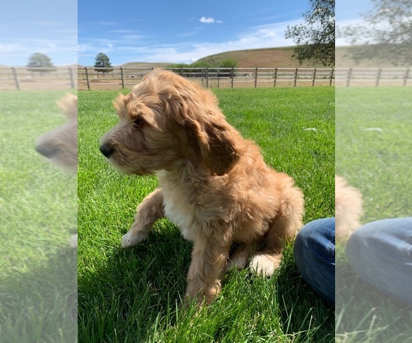 Medium Photo #3 Pyredoodle Puppy For Sale in PRESCOTT, WA, USA