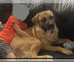 Small #4 Mastiff