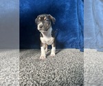 Puppy White socks American Bully