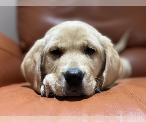 Medium Photo #14 Labrador Retriever Puppy For Sale in SEATTLE, WA, USA