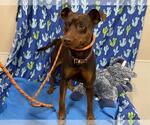 Small Miniature Pinscher Mix