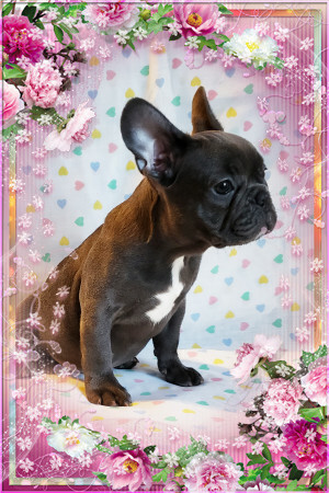 Medium Photo #5 French Bulldog Puppy For Sale in ADRIAN, MI, USA