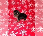 Puppy Chris Yorkshire Terrier
