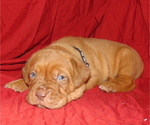 Small Photo #1 Dogue de Bordeaux Puppy For Sale in BUFFALO, MO, USA