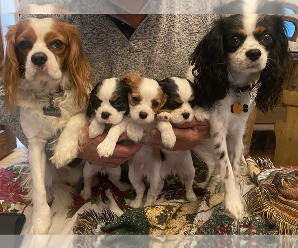 Medium Photo #2 Cavalier King Charles Spaniel Puppy For Sale in FRANKENMUTH, MI, USA