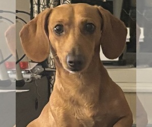 Father of the Dachshund puppies born on 06/12/2026