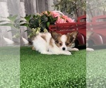 Small #1 Papillon