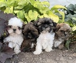 Small #4 Shih Tzu