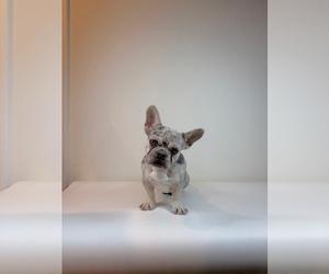 Medium French Bulldog