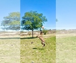 Small Photo #1 Malinois Puppy For Sale in BUCKEYE, AZ, USA