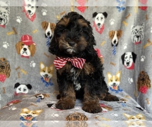 Cock-A-Poo Puppy for sale in LAKELAND, FL, USA