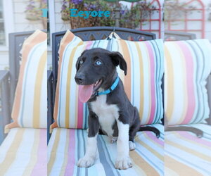 Eeyore 5AcreWood - Male Collie-Labrador Retriever Mix Dog for Adoption - Photo #4