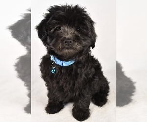 YorkiePoo Puppy for sale in LOWELL, MA, USA