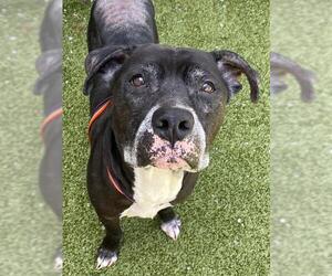 American Pit Bull Terrier Dogs for adoption in Fayetteville, NC, USA