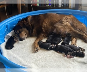 Mother of the Australian Shepherd puppies born on 08/26/2023