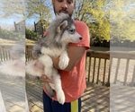 Small Photo #80 Siberian Husky Puppy For Sale in KANSAS CITY, MO, USA