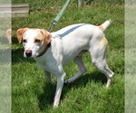 Small #4 American Foxhound-Beagle Mix