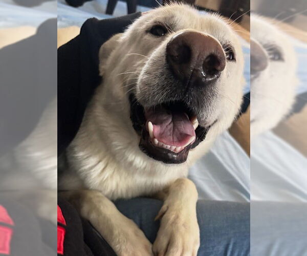 Medium Photo #1 German Shepherd Dog-Unknown Mix Puppy For Sale in Louisville, KY, USA