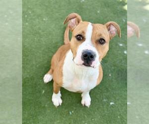 Mutt Dogs for adoption in Boston, MA, USA