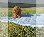 Small Photo #4 Poodle (Toy) Puppy For Sale in HAVEN, KS, USA