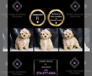 Maltipoo Puppy for sale in WARSAW, IN, USA
