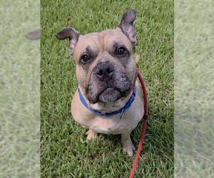 American Staffordshire Terrier Dogs for adoption in Fort Lauderdale, FL, USA