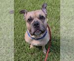 Small American Staffordshire Terrier