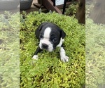Small #4 Boston Terrier