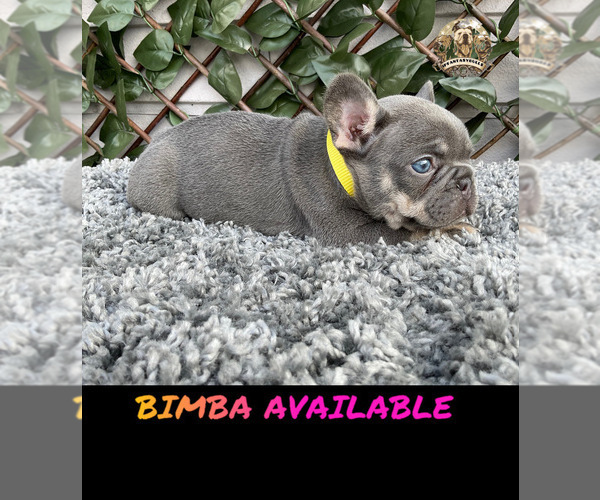 Medium Photo #3 French Bulldog Puppy For Sale in LEHIGH ACRES, FL, USA