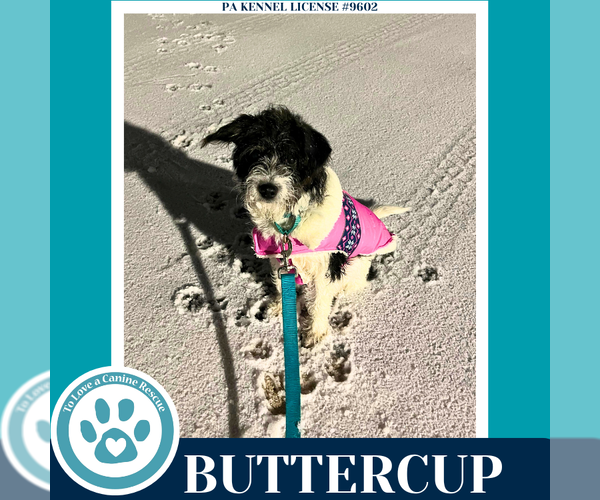 Medium Photo #2 Mutt Puppy For Sale in Kimberton, PA, USA