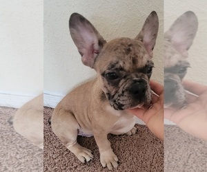 French Bulldog Puppy for sale in TAMPA, FL, USA
