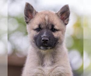 Siberian Husky-Unknown Mix Dogs for adoption in San Diego, CA, USA