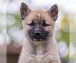 Small Siberian Husky Mix