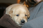 Small #1 Golden Labrador