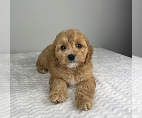 Medium Photo #5 Cockapoo Puppy For Sale in FRANKLIN, IN, USA