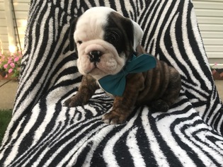Bulldog Puppy for sale in EAST EARL, PA, USA