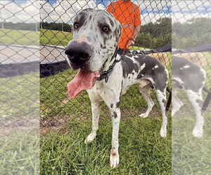 Great Dane Dogs for adoption in Bullard, TX, USA