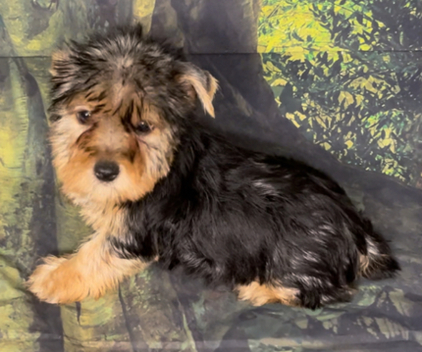 Medium Photo #8 Yorkshire Terrier Puppy For Sale in AZLE, TX, USA