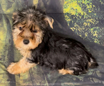 Small Photo #8 Yorkshire Terrier Puppy For Sale in AZLE, TX, USA