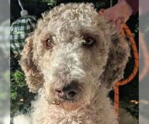 Mutt Dogs for adoption in Canton, CT, USA