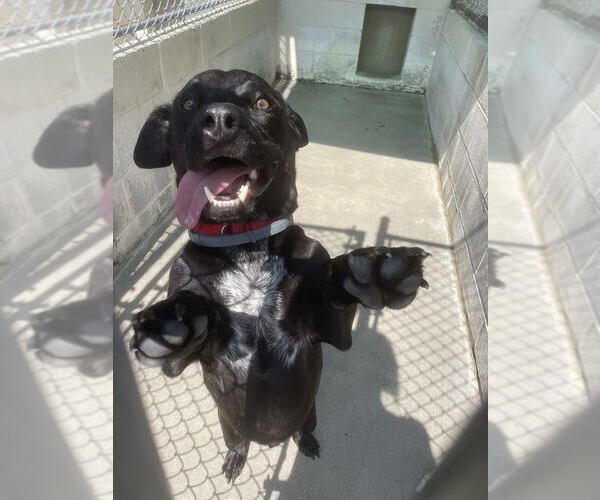 Medium Photo #3 Dachshund-Unknown Mix Puppy For Sale in Elmsford, NY, USA